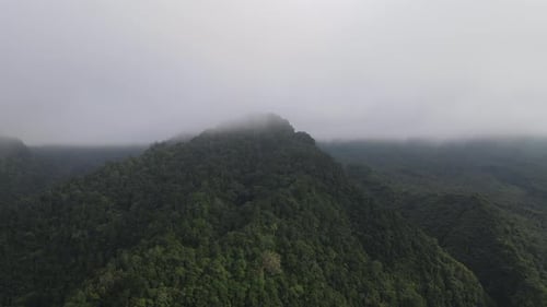 Aerial footage of spruce forest trees on the mountain hills at misty day