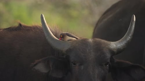 Gros plan d'un pic à bec rouge se nourrissant d'insectes dans une fourrure de buffle du Cap.