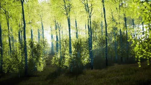 Birch Grove on a Sunny Summer Day Landscape