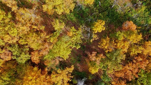 Tops of trees of a dense autumn forest in yellow-orange tones from a bird's eye view.