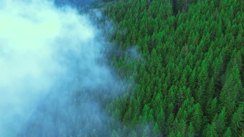 Brouillard dans la jungle