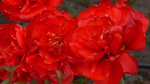 Red Tulip Flower Background Petal Bud
