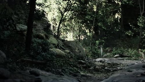Scenic Dirt Road Through Rocky Forest Mountain Path