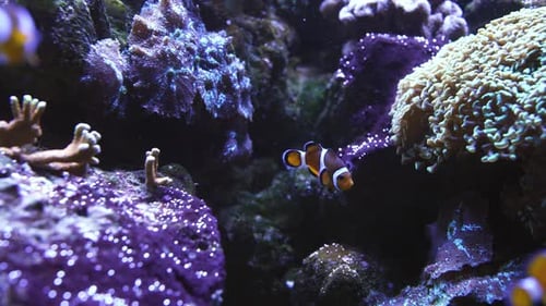 Tropical Nemo Clown Fish and Palette Surgeonfish in Anemone on Colorful Coral Reef Aquarium