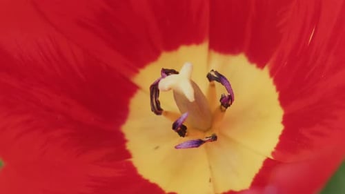 Macro View Reveals Tulip's Delicate Stamen and Vivid Petal Texture