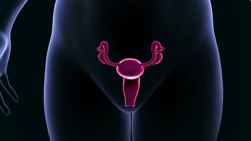 Female Reproductive System Anatomy 3D Medical Animation