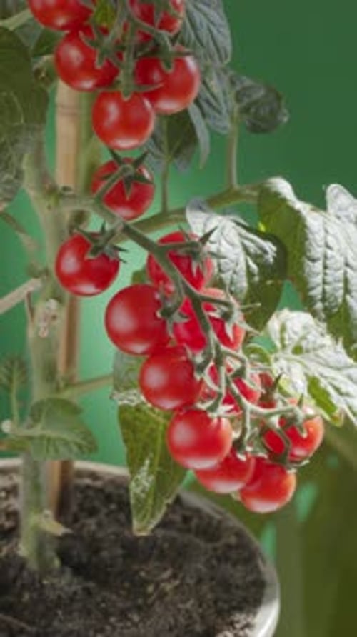 Ripe cherry tomatoes on tomato plants close up.