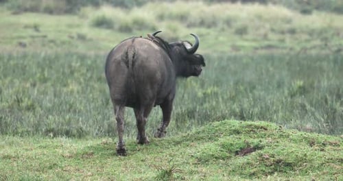 Rear View Of African Buffalo Walking To The Grassy Field Of Aberdare National Park In Kenya. - wide