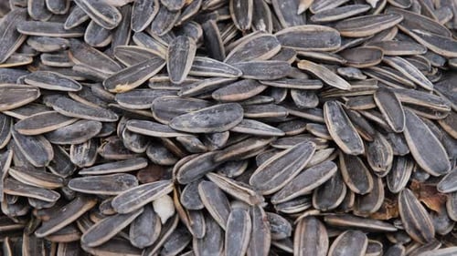 Pile of Fresh Sunflower Seeds Close Up