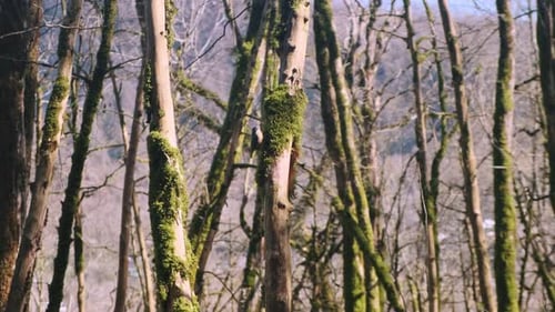 Cute bird jumps on a tree overgrown with moss in the rays of the sun. Wildlife in the protected fore