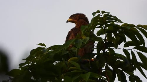 Eagle in tree waiting for pray .