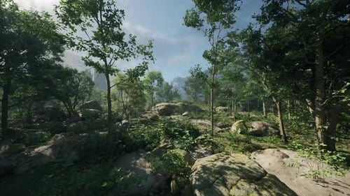 A Forest Filled with Lots of Trees and Rocks