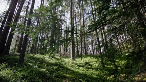 Trees Growing on Moss in Forest Landscape Representing Lungs of the Planet