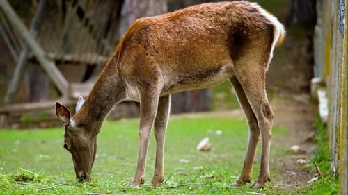 Deer Grazing In Forest Farm 3