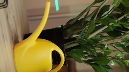 Green Zamioculcas Plant with Watering Can Still Life