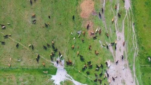 Free Range Milk Cows Grazing on Green Farm Pasture Feeding of Cattle on Farmland Grassland