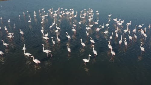 Flock of Flamingos resting in a shallow lagoon, Aerial view