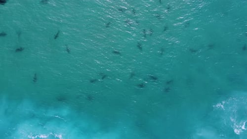 A lot of dusky sharks (Carcharhinus obscurus) in clear blue water - birds eye, aerial view