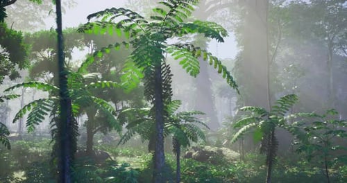 Lush Green Ferns Thriving in a Misty Tropical Forest at Sunrise