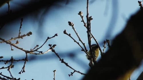 Ein kleiner Moment mit einer Blaumeise in einem Baum