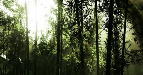 Light Filtering Through Dense Bamboo Forest Creating a Serene Atmosphere
