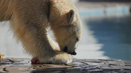 Polar Bear Eating Meat by Waterside in Daytime