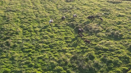 Aerial Perspective of Wild Horses in the Icelandic Tundra