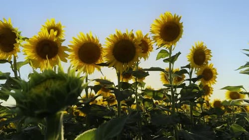 Golden Yellow Sunflower Plant In Field In Warm Sunlight 49