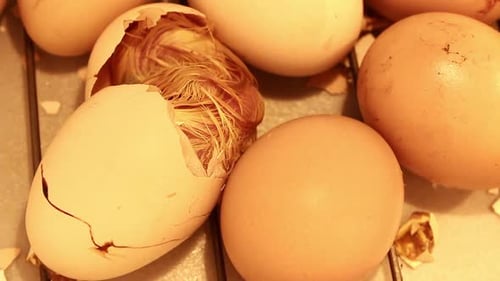 Hatching Chick Emerging from Cracked Egg
