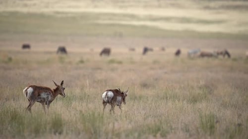 Pronghorn walking through the Utah desert with wild horses in the distance