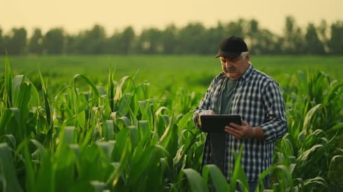 Farmer Checking Corn And Maize Plants On Field And Making Notes In Tablet Modern Technology