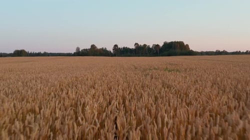 Aerial shot, flying over ripe orange wheat field. Green trees in the background. Evening dusk, clear