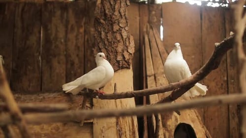 Two Beautiful White Doves on Branch in Zoo Exhibition of Beautiful Birds Captive Birds