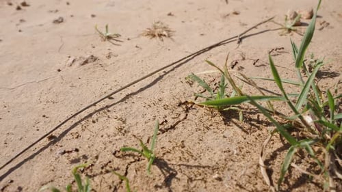 Eine Ameisensäule, die unter der strahlenden Sonne im Sand neben dem Gras entlang läuft, Zeitlupe.