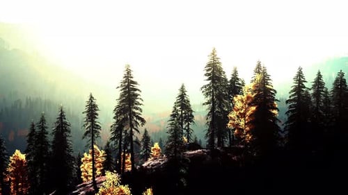 A Dense Forest with Towering Trees