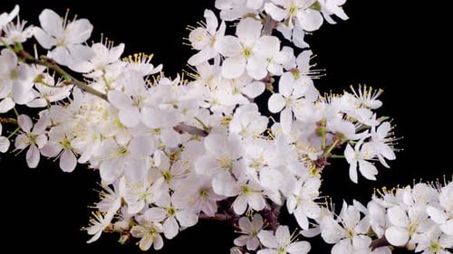 White Blossoms Bloom in Time Lapse on Black