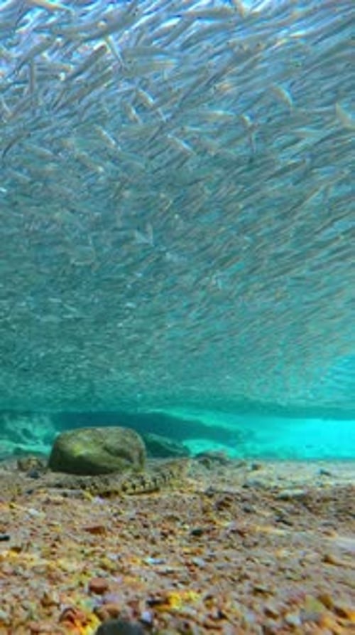 Lizardfish wait for opportune moment to attack seamless, rotating overhead school of Silversides