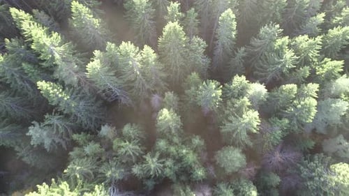 Fast and Maneuverable Flight Over the Hill with Forest and Tree Tops with a Beautiful Sunset in the