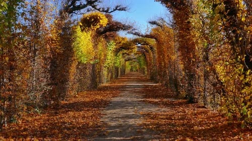 Walking Along Alley in Autumn Park