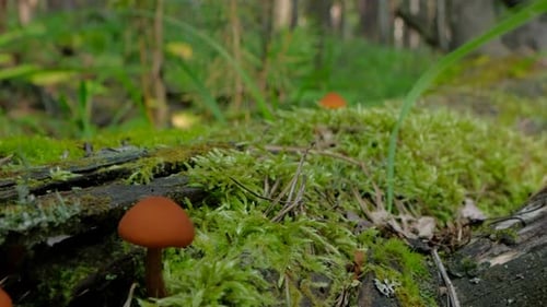 Fauna im Wald