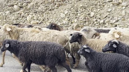 Schafherde läuft auf einer Landstraße
