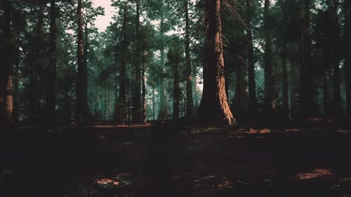 Mysterious Forest Environment Showcasing Shadows and Subtle Lighting Effects