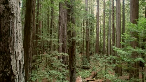 Incredible Old Growth Redwood Forest Aerial View