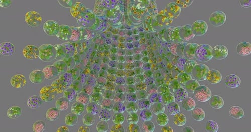 Flowers Transition