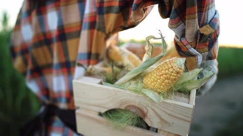 Rear View Walk in Field Farmer Young Woman Carrying Harvest Box with Fresh Vegetables on Her
