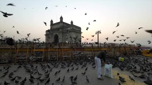 muitos pombos reunidos em frente ao portal da Índia, Mumbai