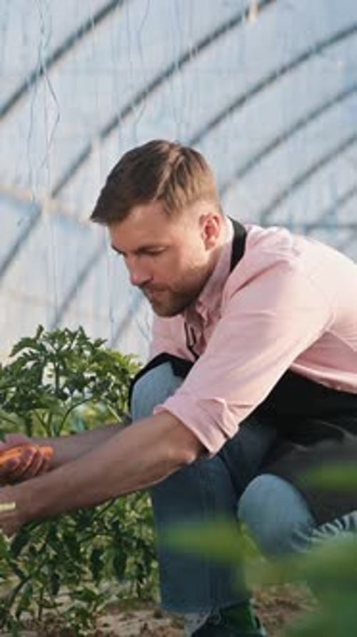 Adult Trimming Plants in a Bright Greenhouse