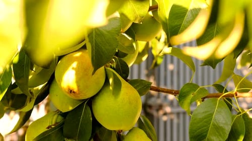 Harvest of Pears on a Tree in the Garden Selective Focus