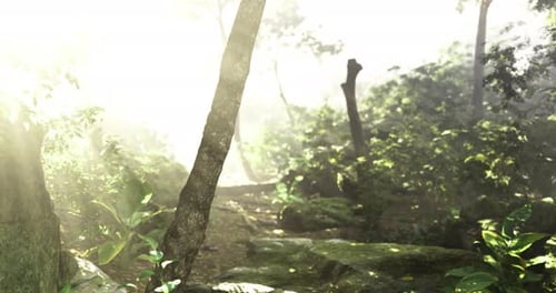 Lush Forest Pathway Illuminated By Soft Sunlight on a Misty Morning