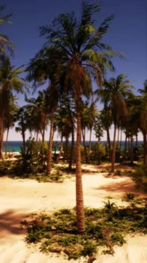 Sandy Beach With Palm Trees and Ocean View